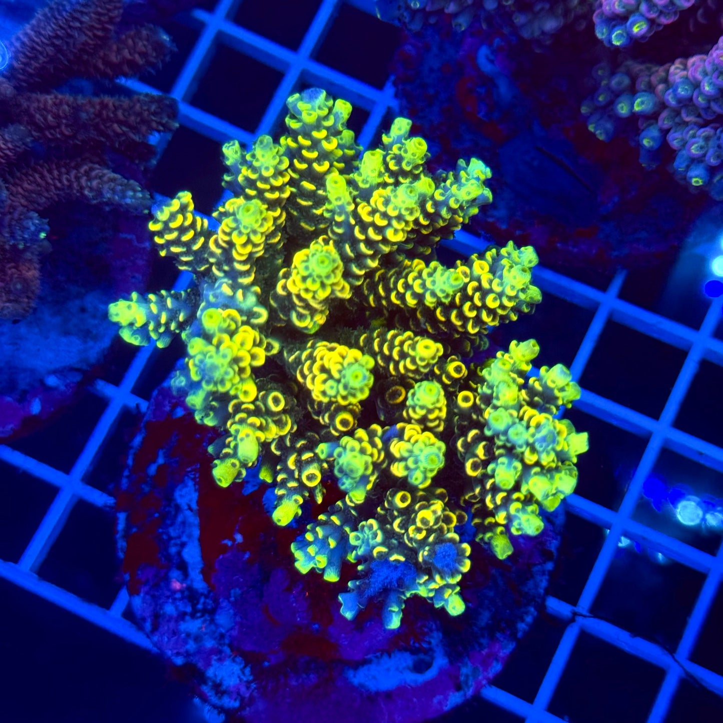 Acro Colony T2G2 "Fruit Loops"