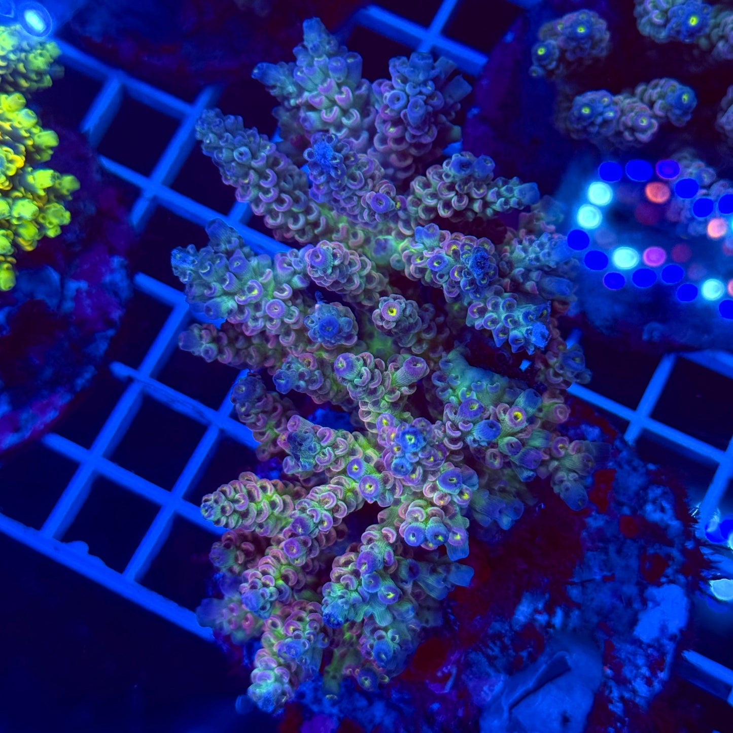Acro Colony T2G3