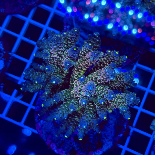 Acro Colony T2G4 Supernova