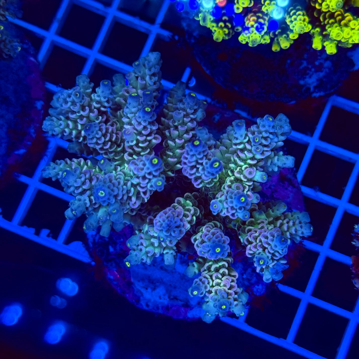 Acro Colony T2G5 Supernova