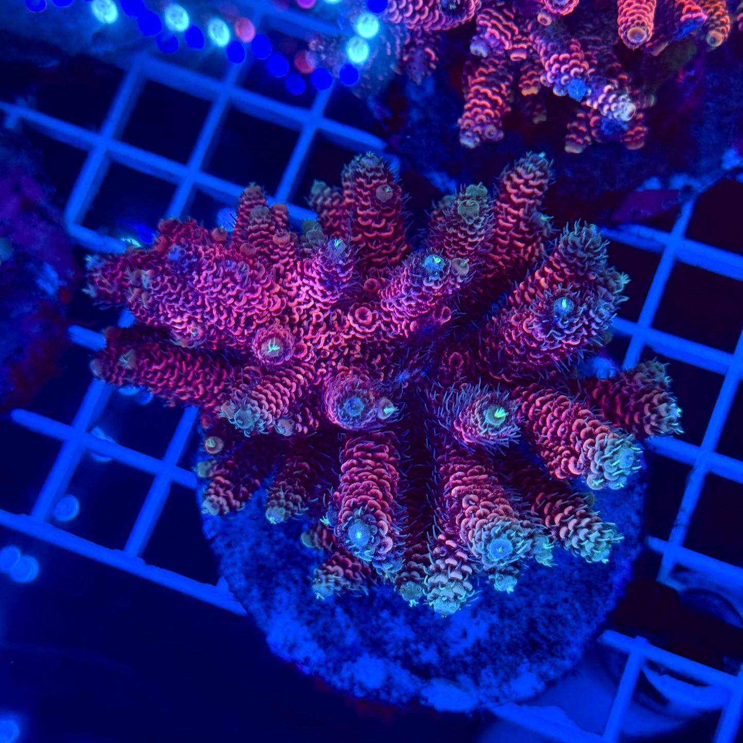 Acro Colony T2G6