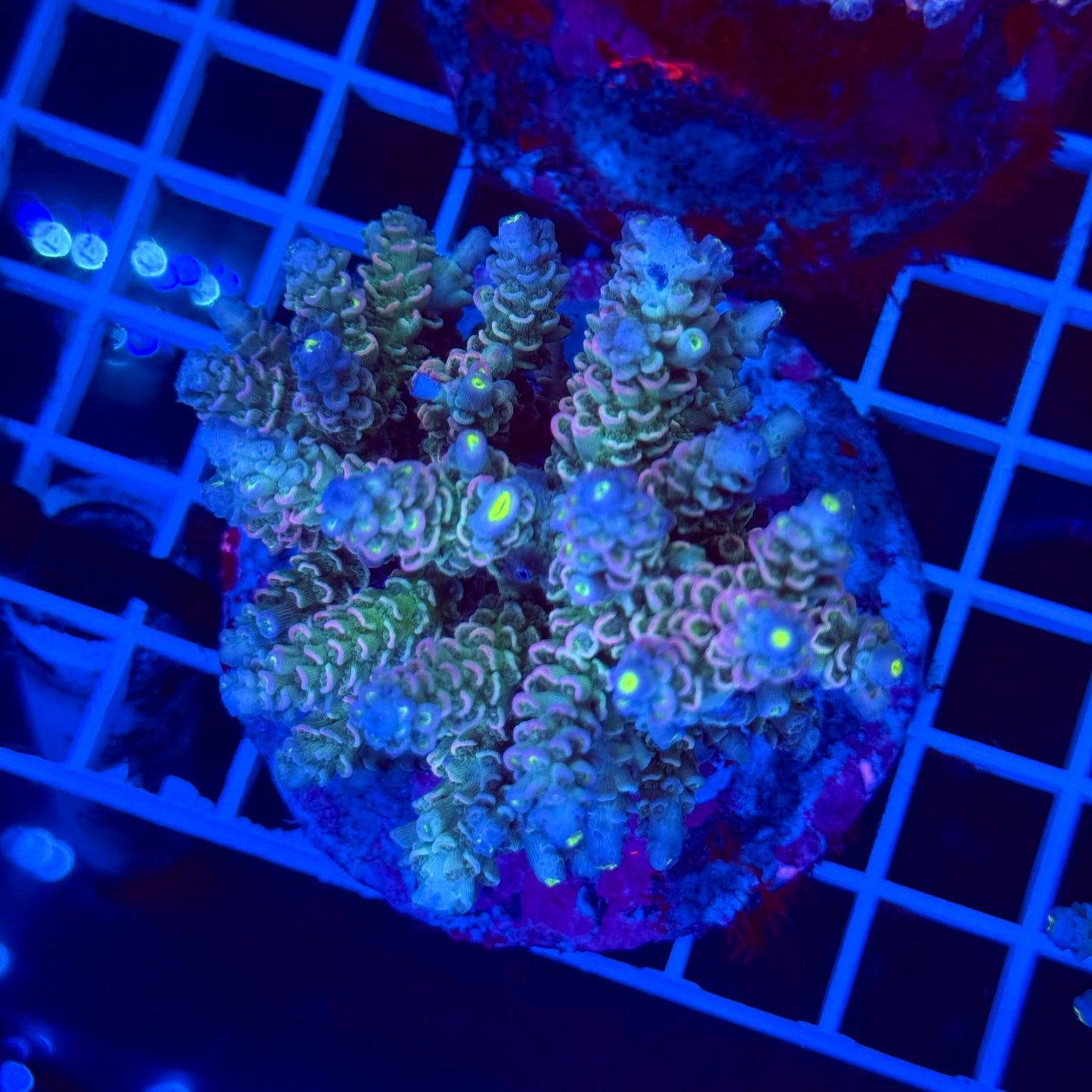 Acro Colony T2G7 Supernova