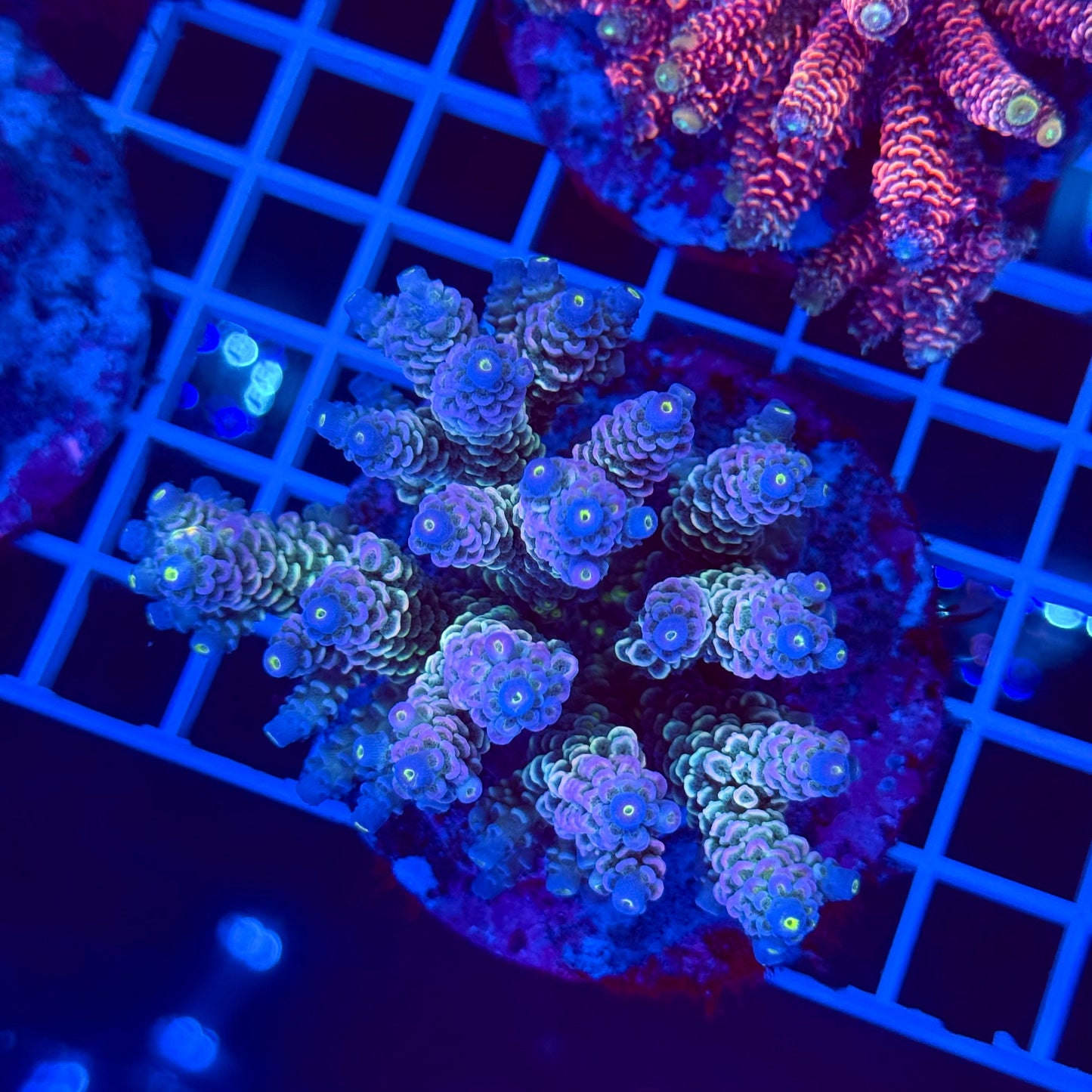 Acro Colony T2G8 Supernova