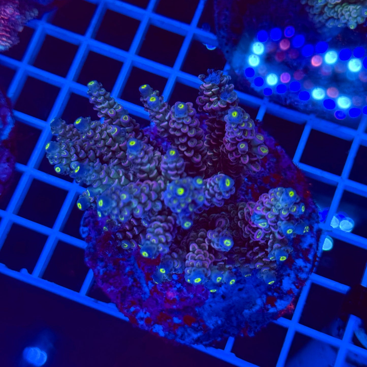 Acro Colony T2G9
