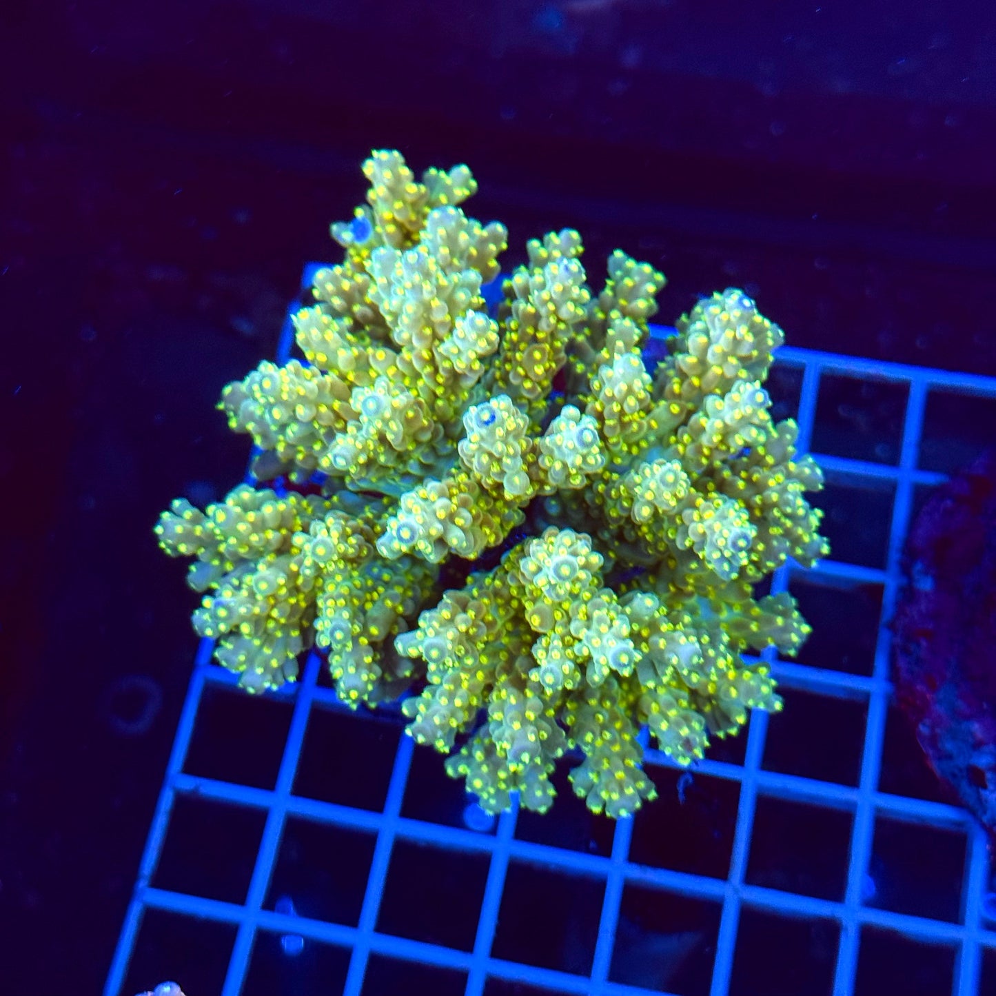 Acro Colony T3A1