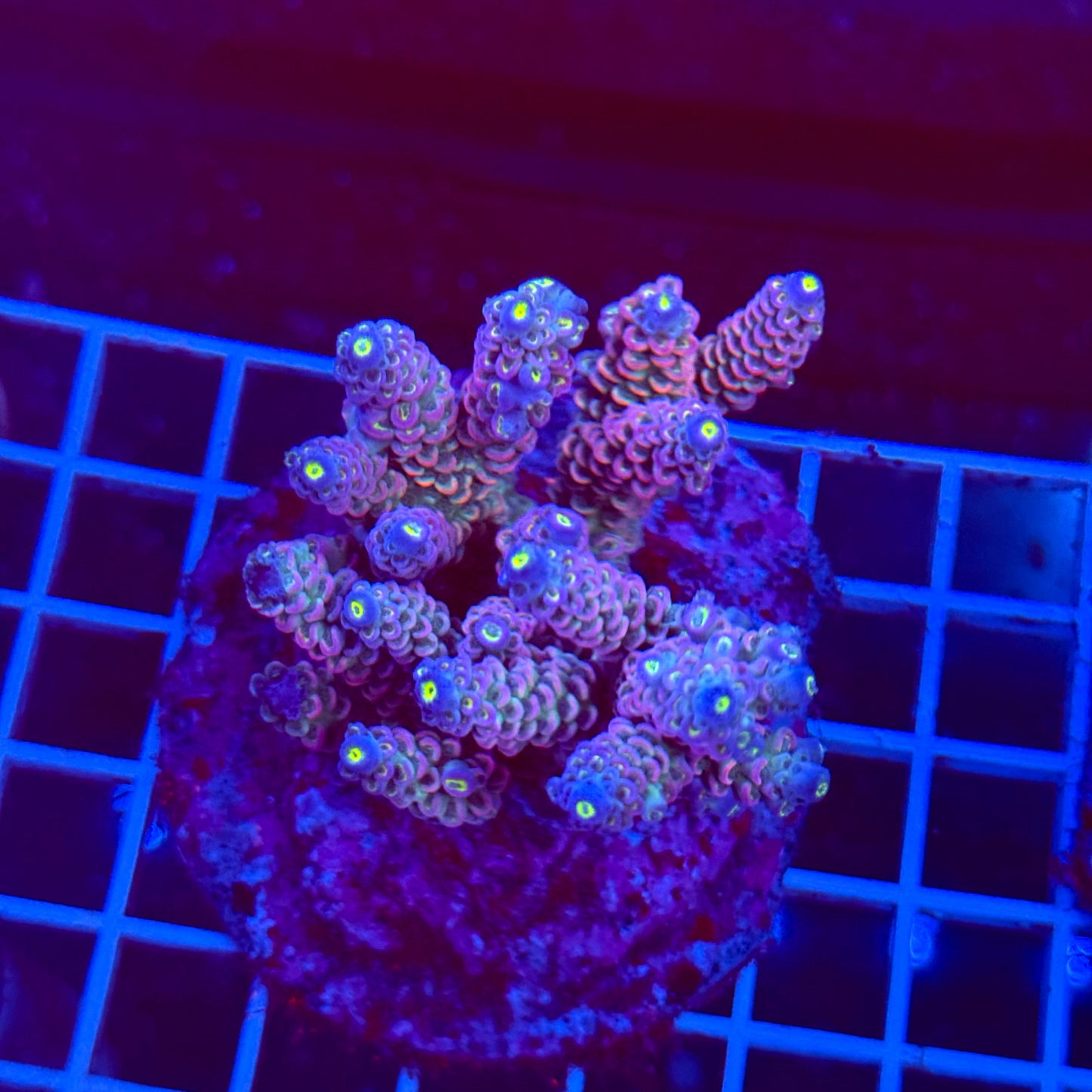 Acro Colony T3A2