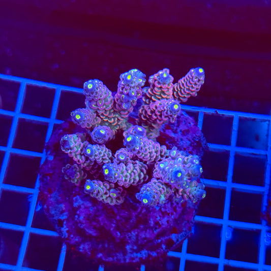 Acro Colony T3A2