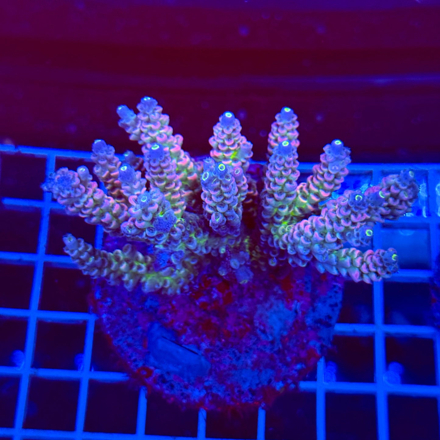 Acro Colony T3A3 Supernova