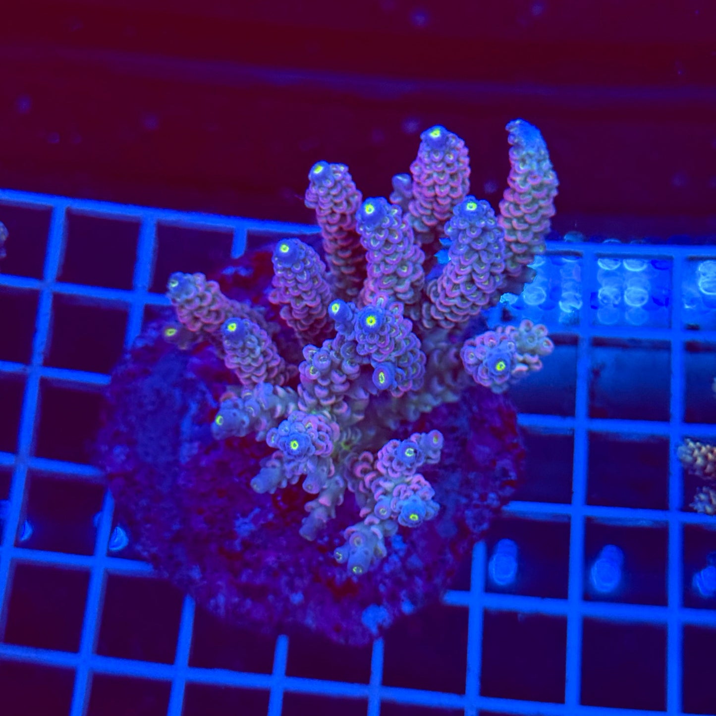 Acro Colony T3A4