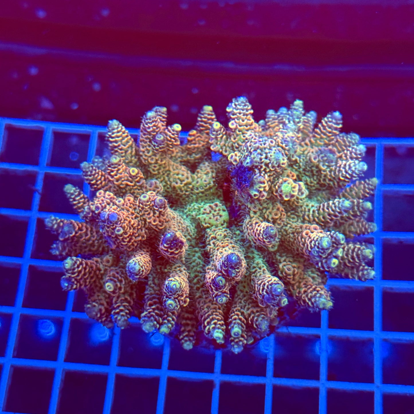 Acro Colony T3A5