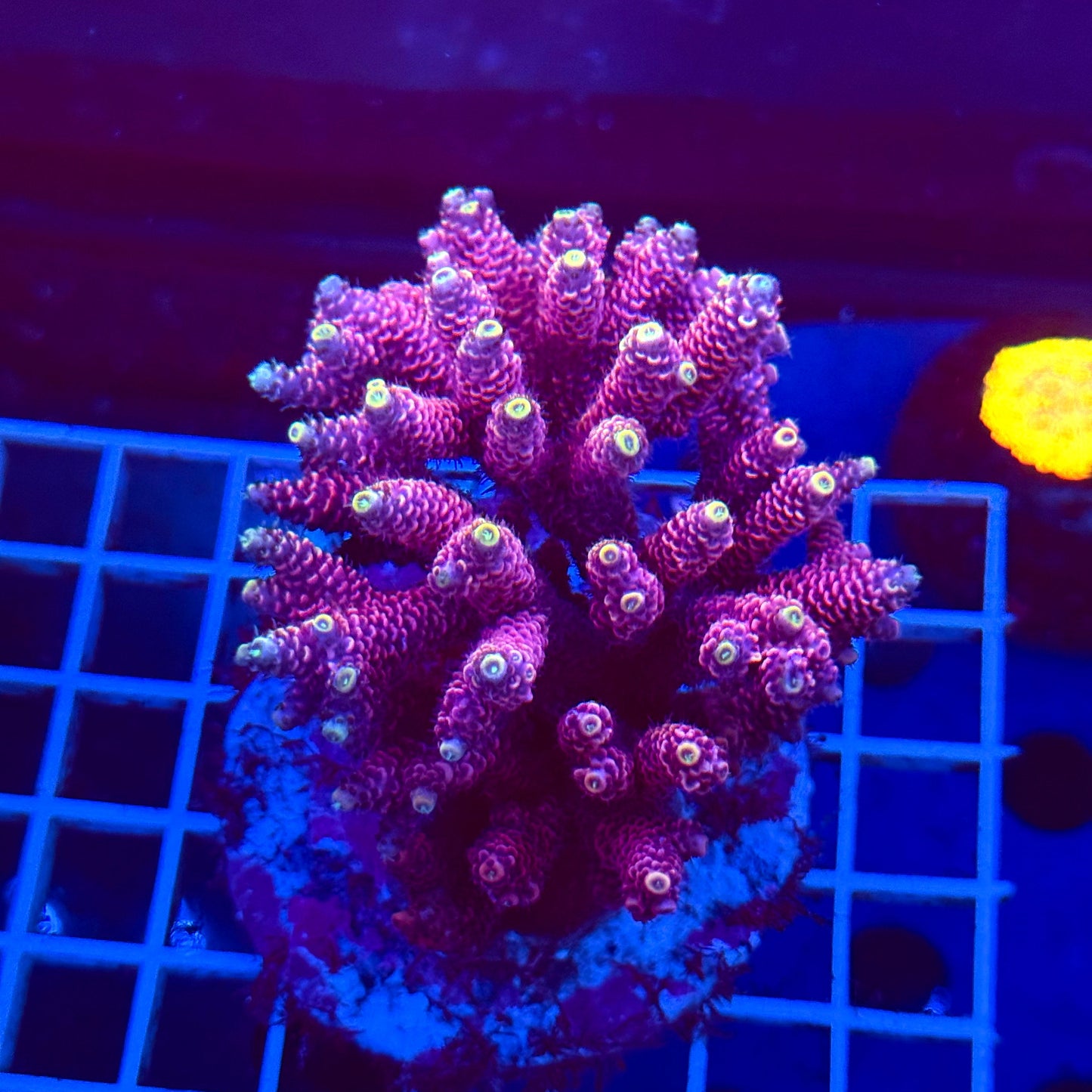 Acro Colony T3A6