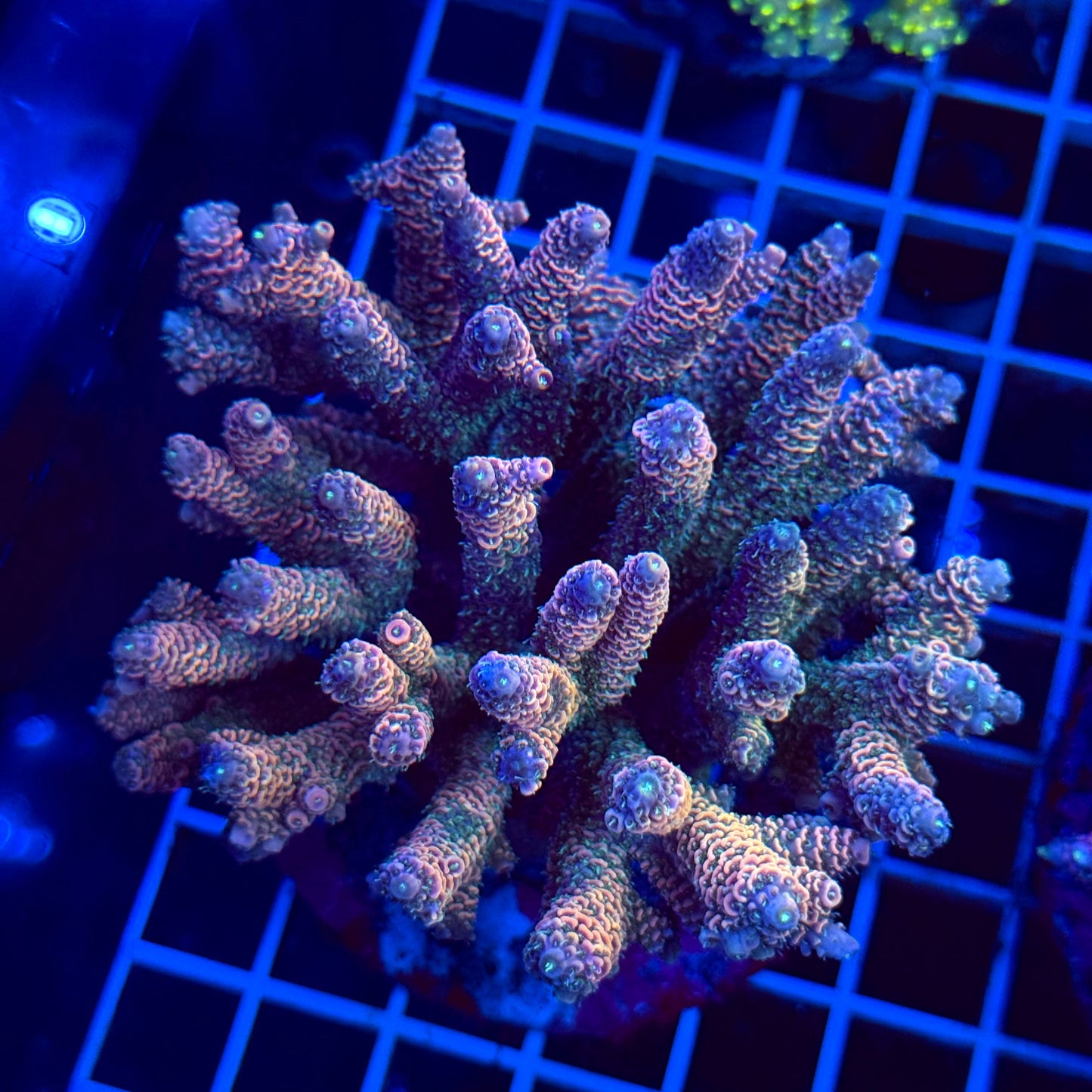 Acro Colony T3B1
