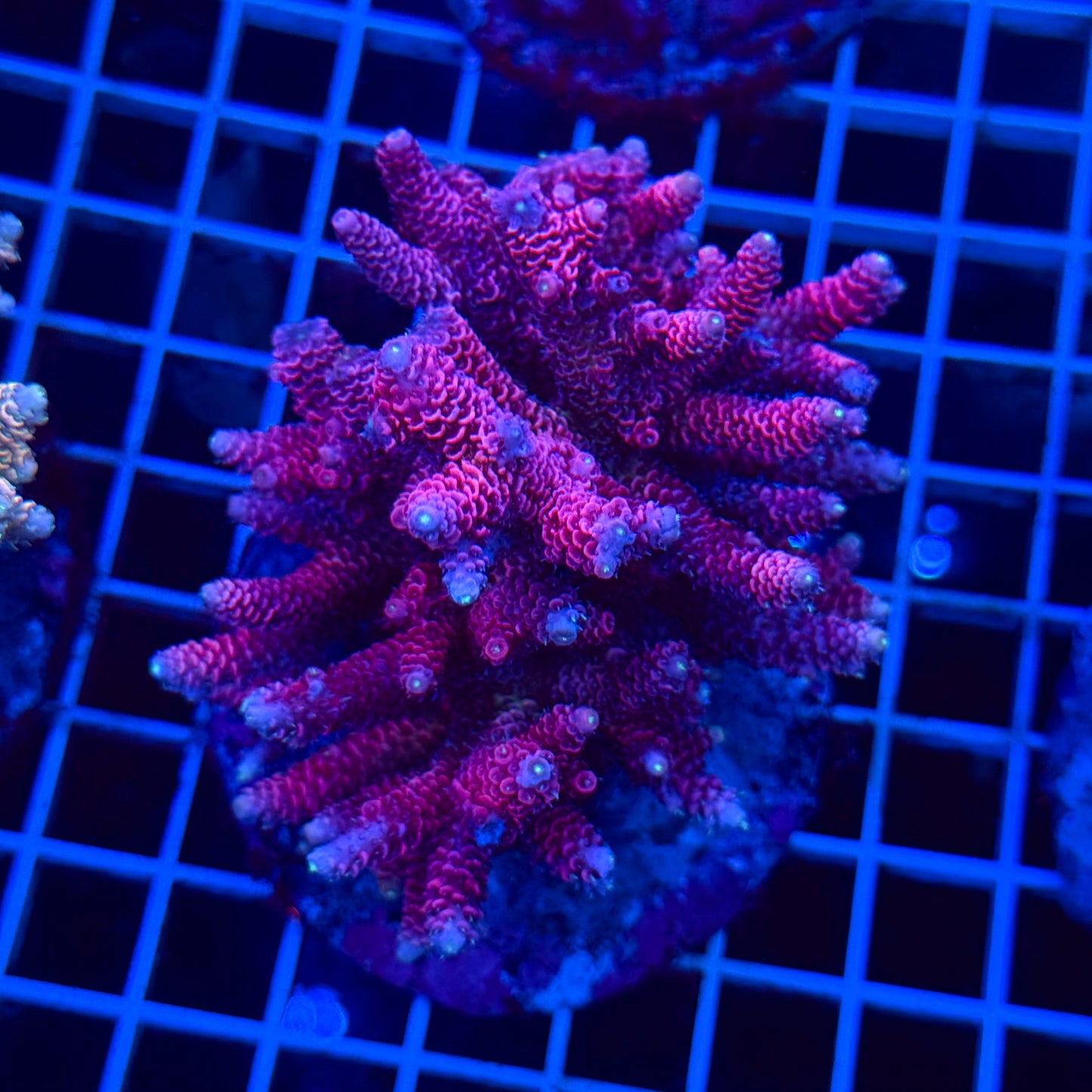 Acro Colony T3B2