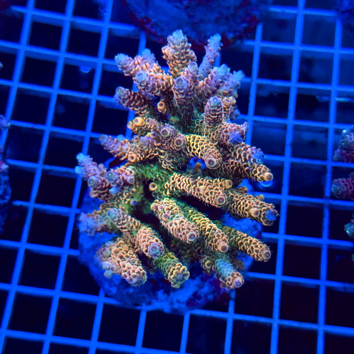 Acro Colony T3B3