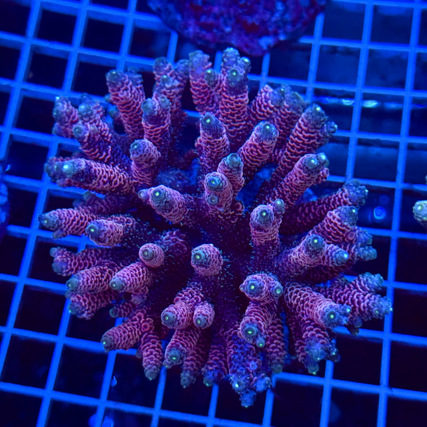 Acro Colony T3B4