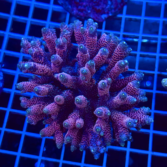 Acro Colony T3B4