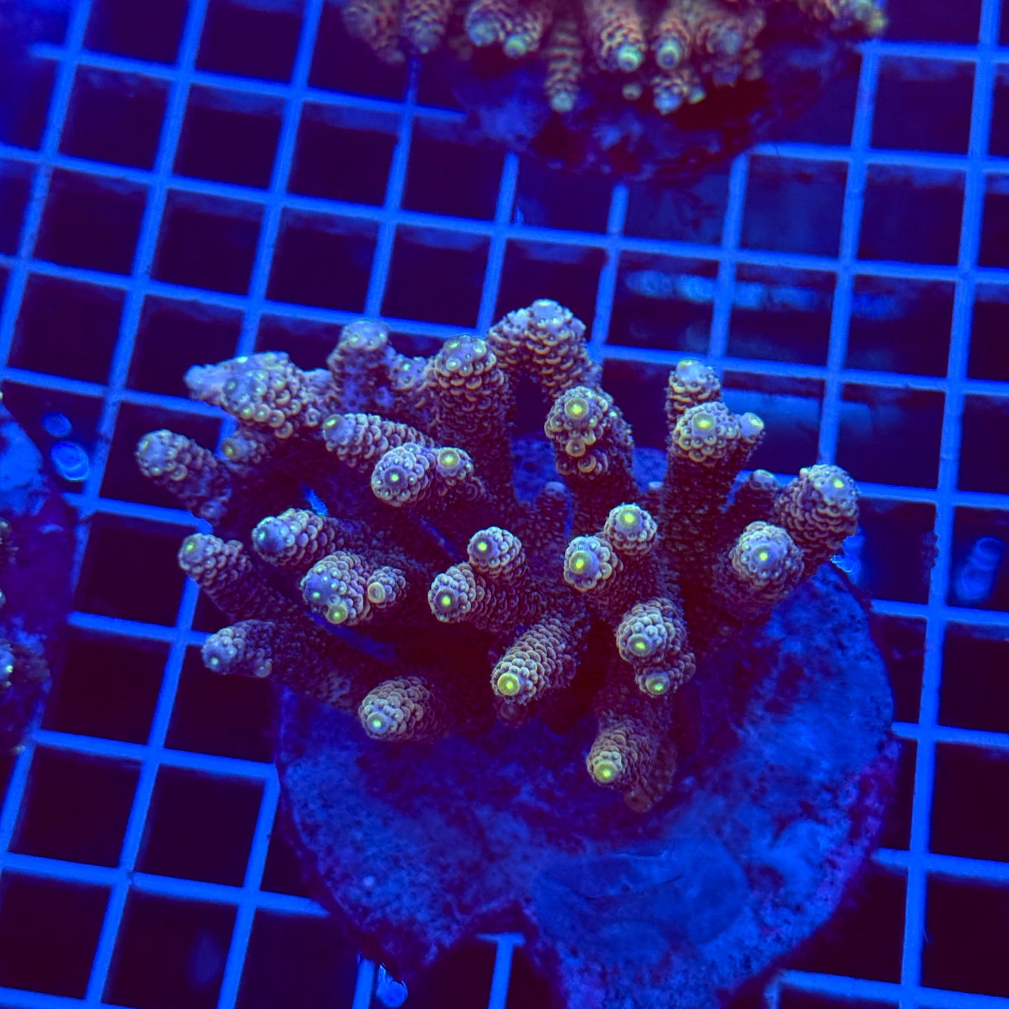 Acro Colony T3B5