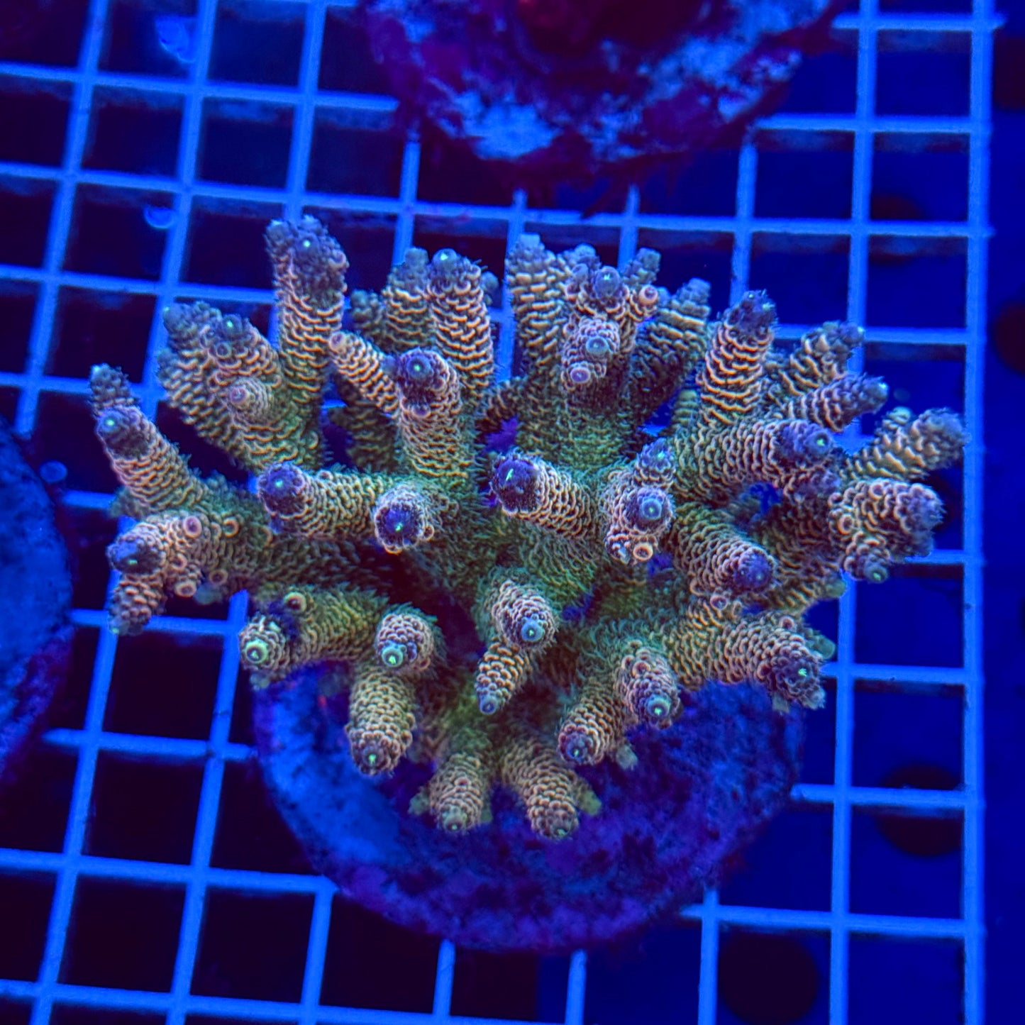 Acro Colony T3B6