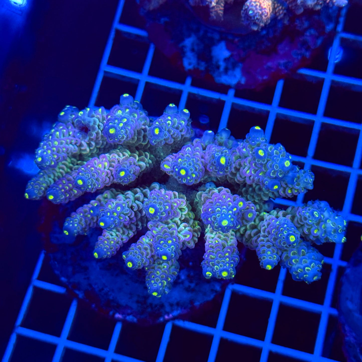 Acro Colony T3C1