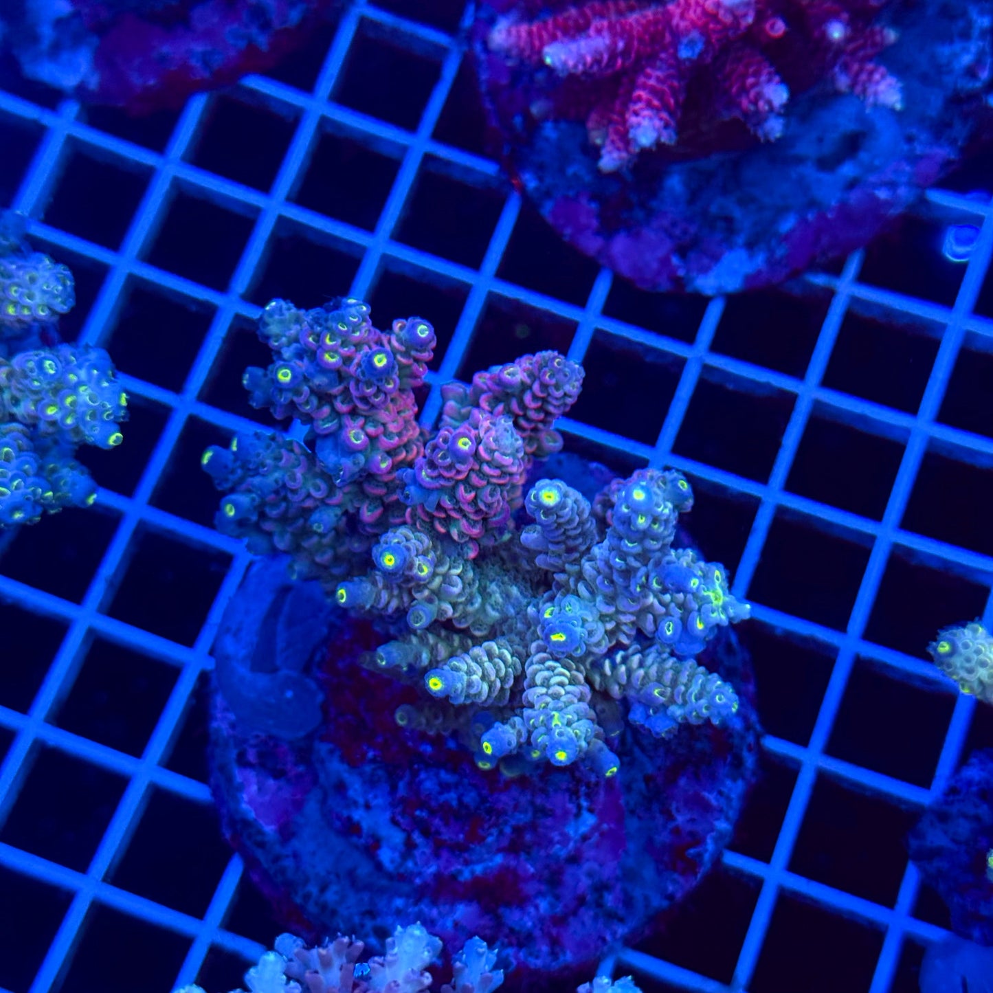 Acro Colony T3C2