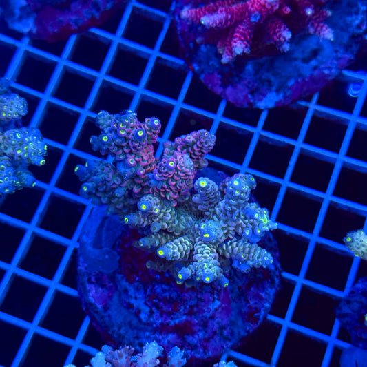 Acro Colony T3C2