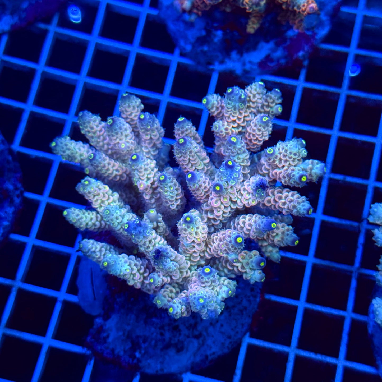 Acro Colony T3C3 Supernova