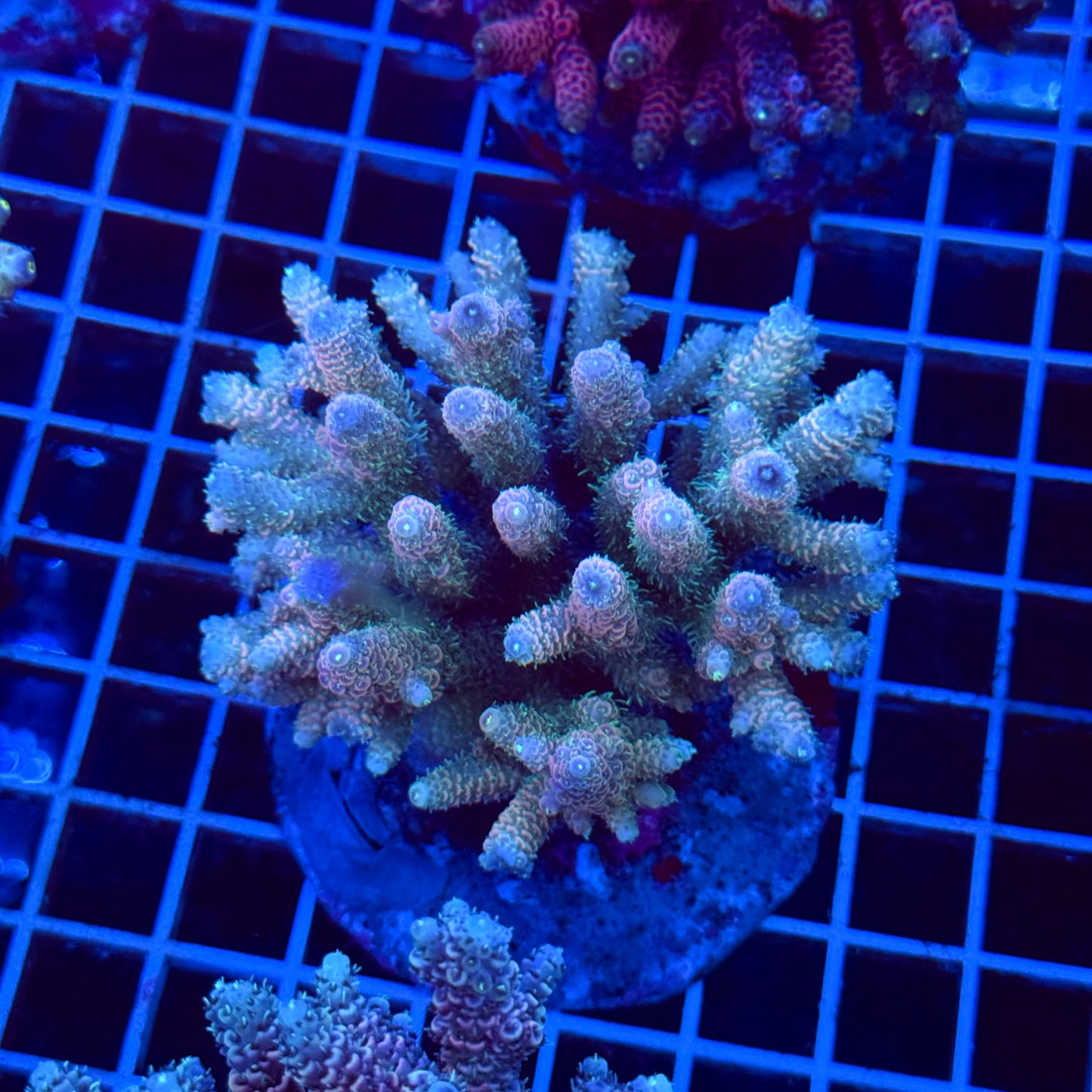 Acro Colony T3C4