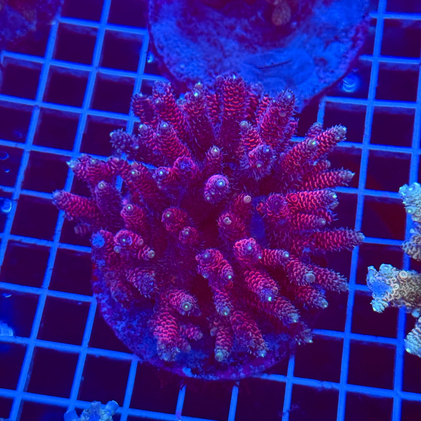 Acro Colony T3C5