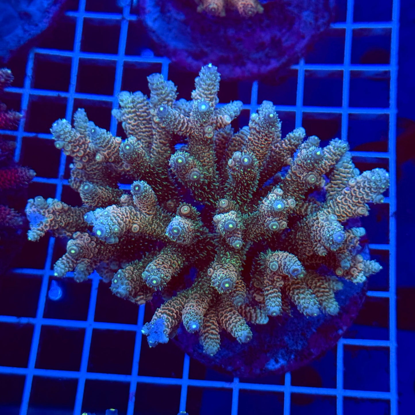 Acro Colony T3C6