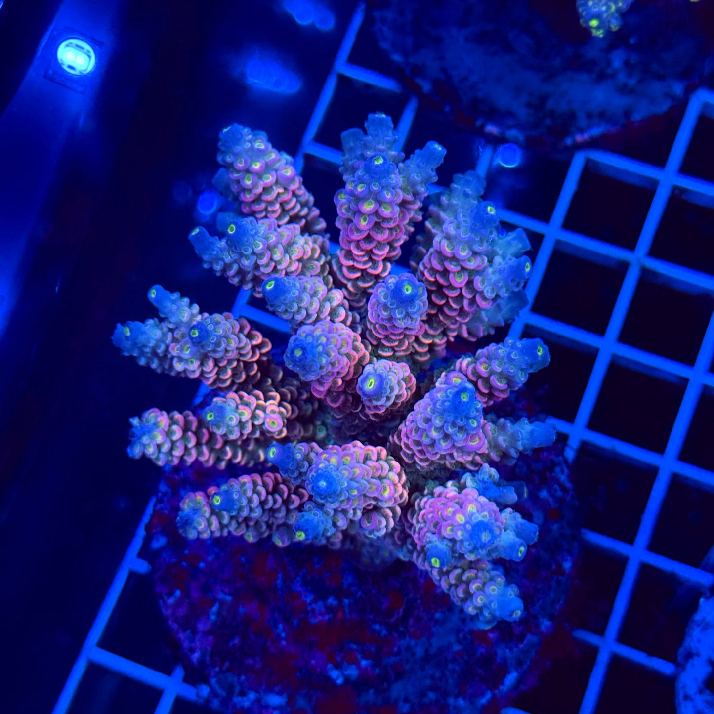 Acro Colony T3D1