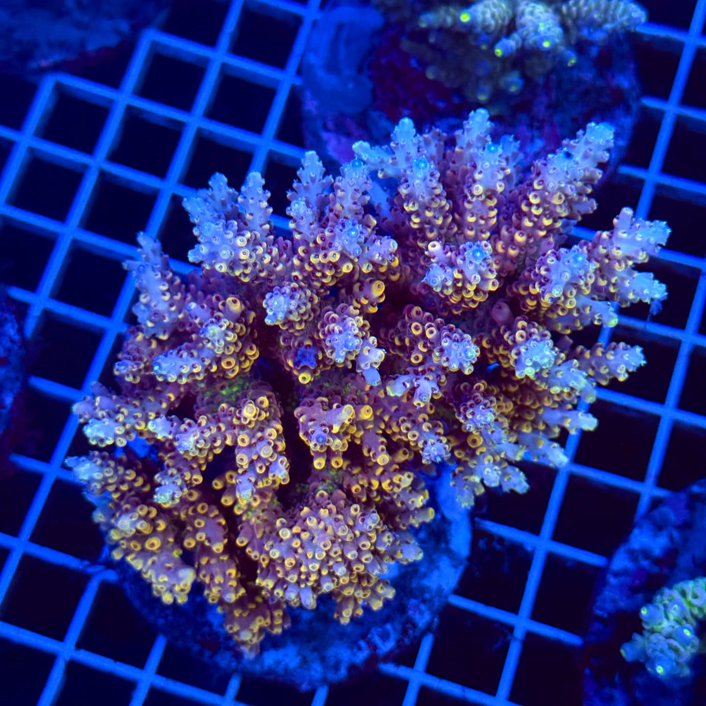 Acro Colony T3D2