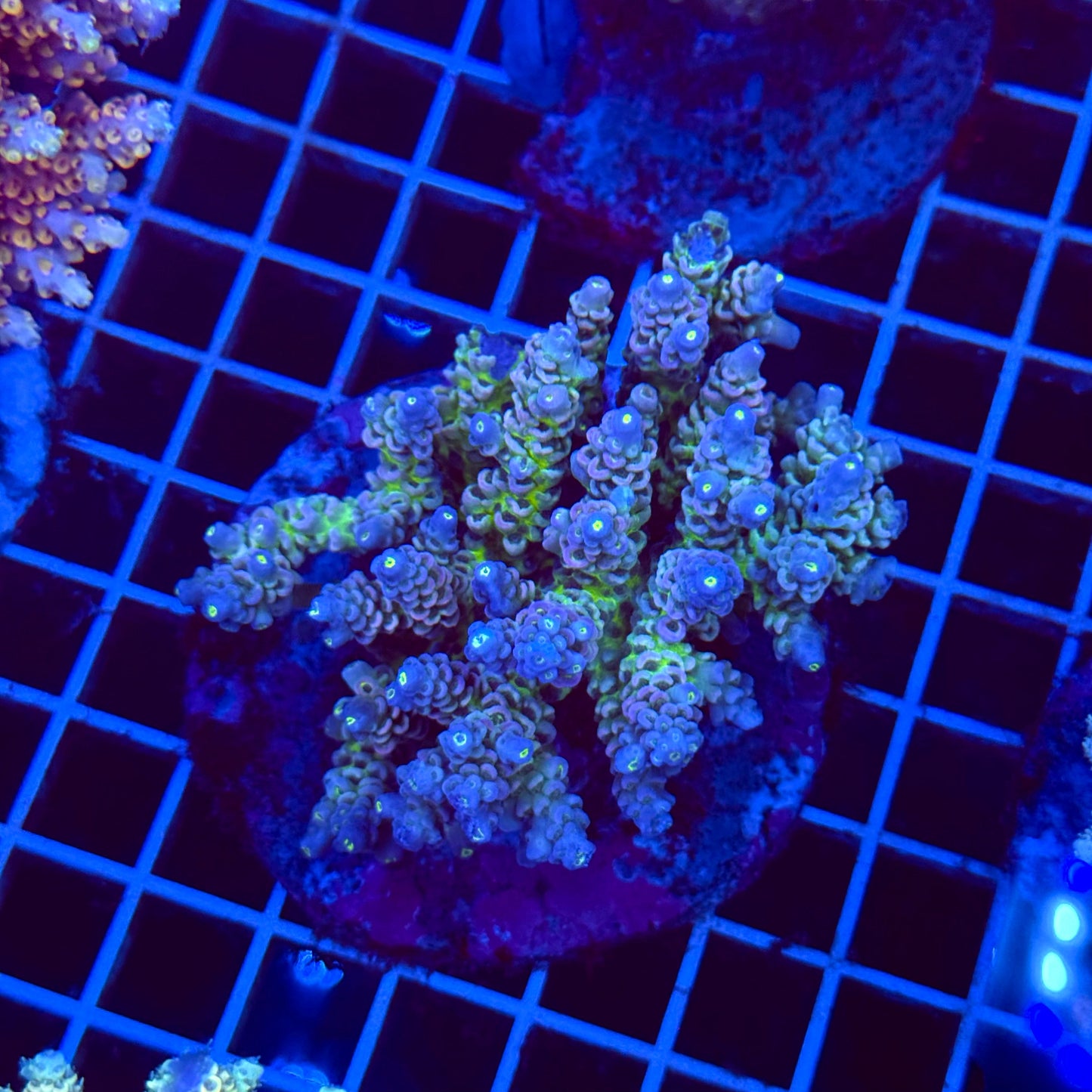 Acro Colony T3D3