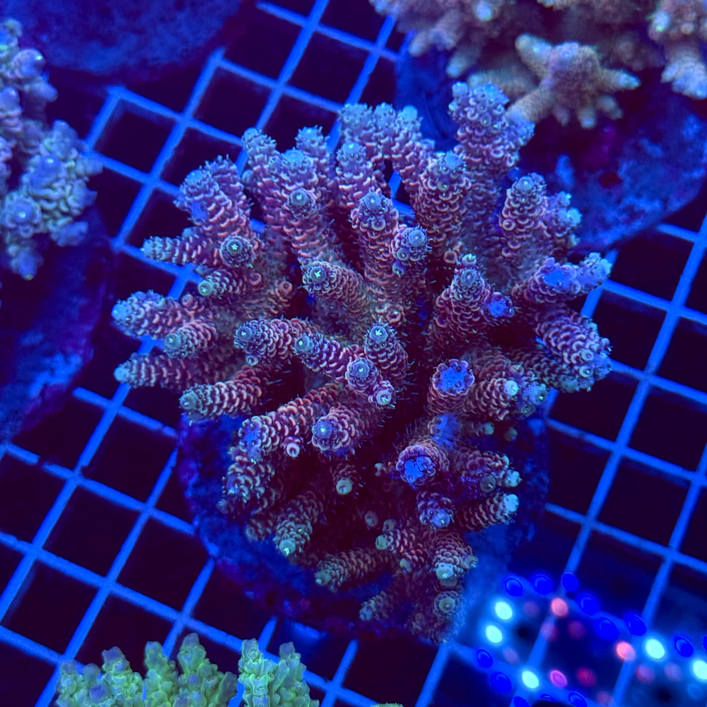 Acro Colony T3D4