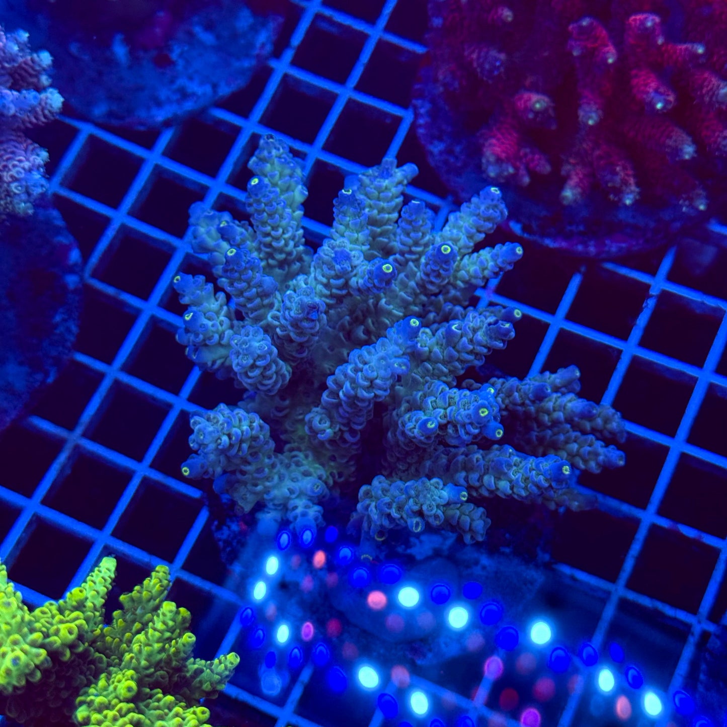 Acro Colony T3D5