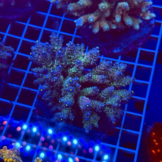Acro Colony T3D6