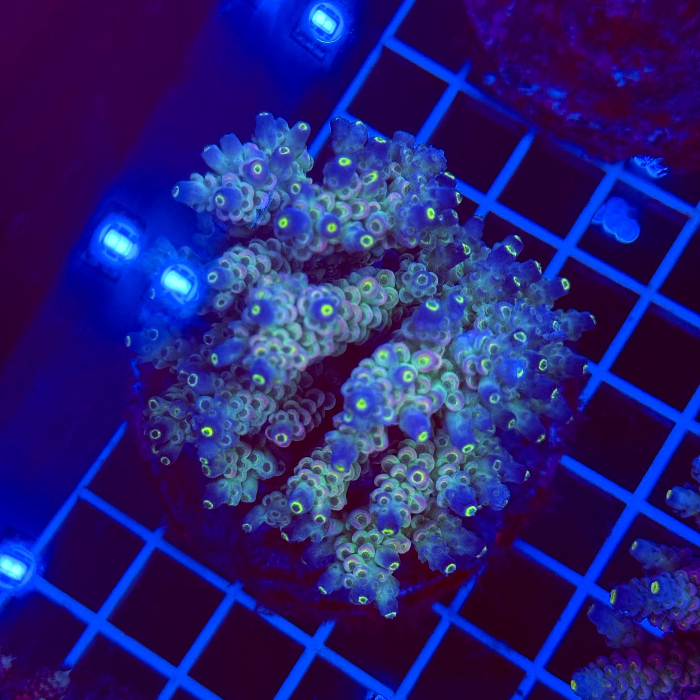 Acro Colony T3E1