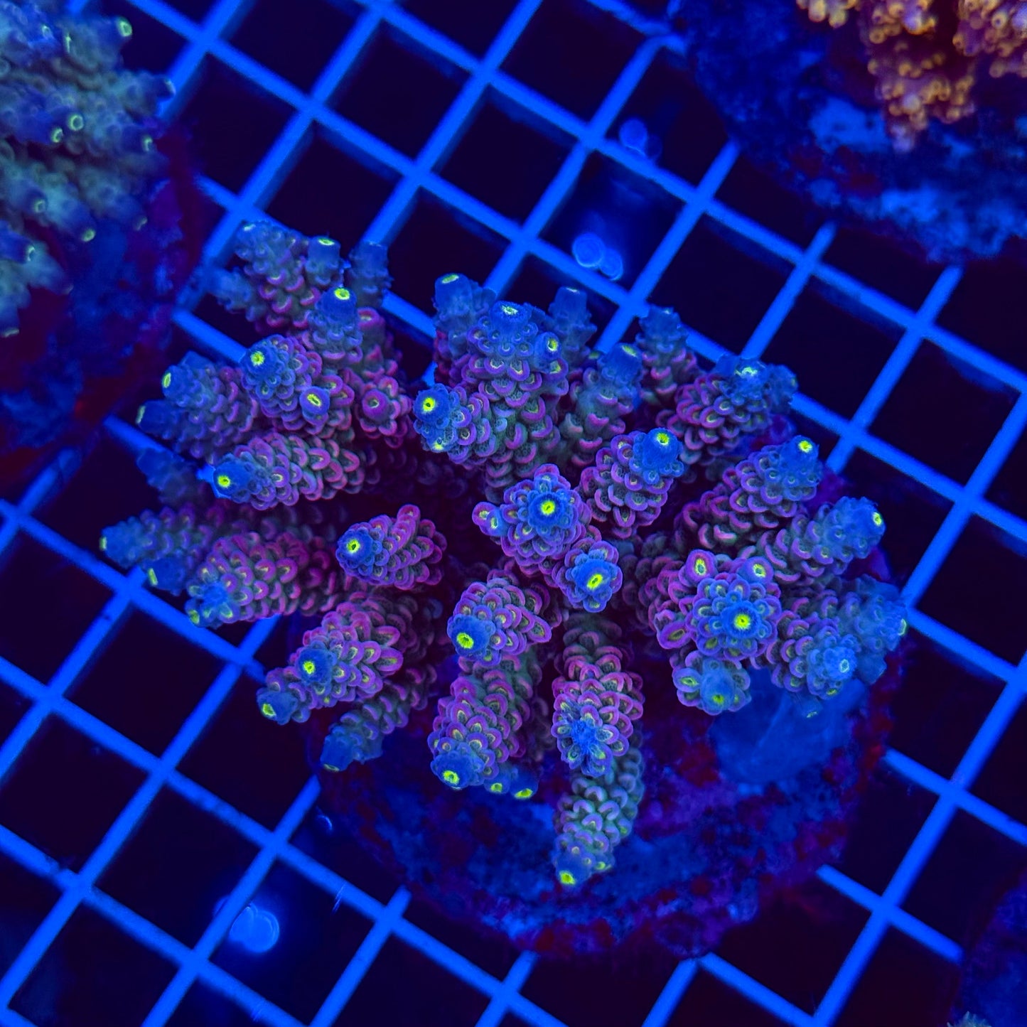 Acro Colony T3E2