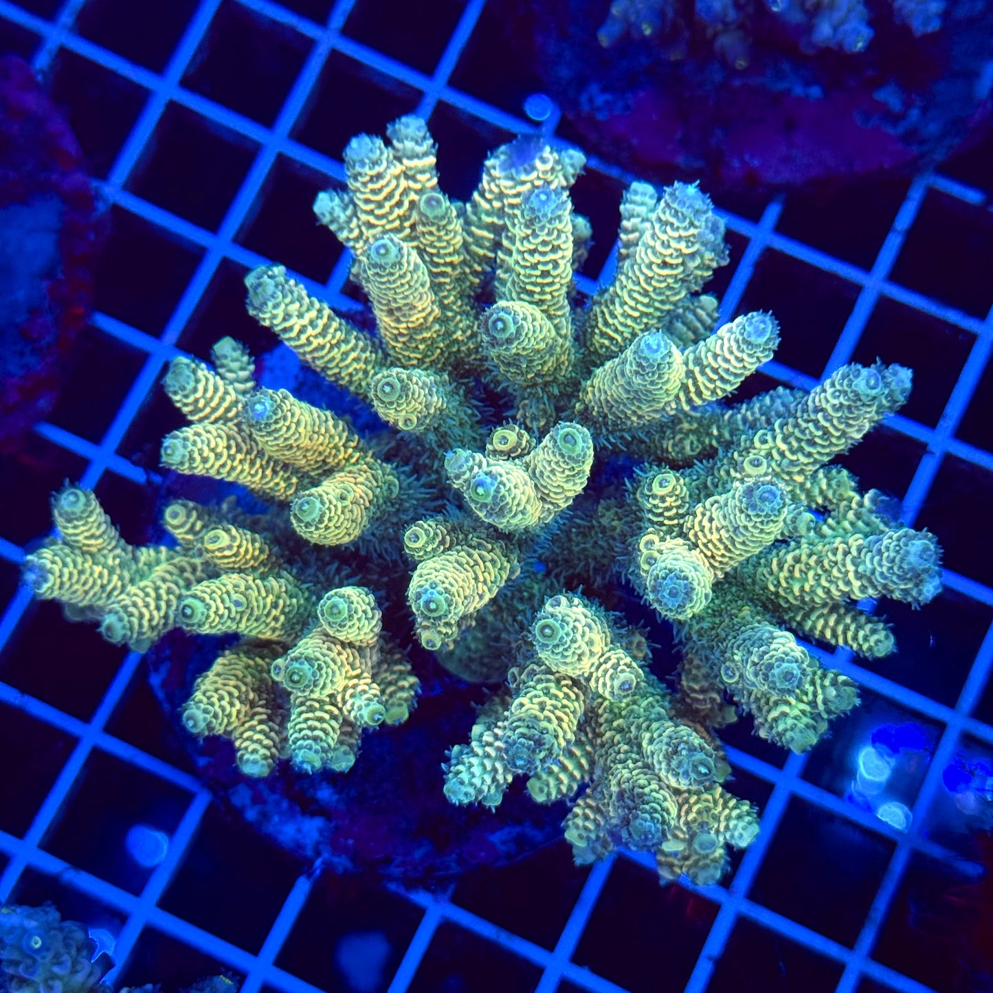 Acro Colony T3E3