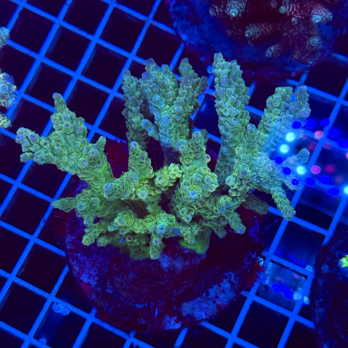 Acro Colony T3E4