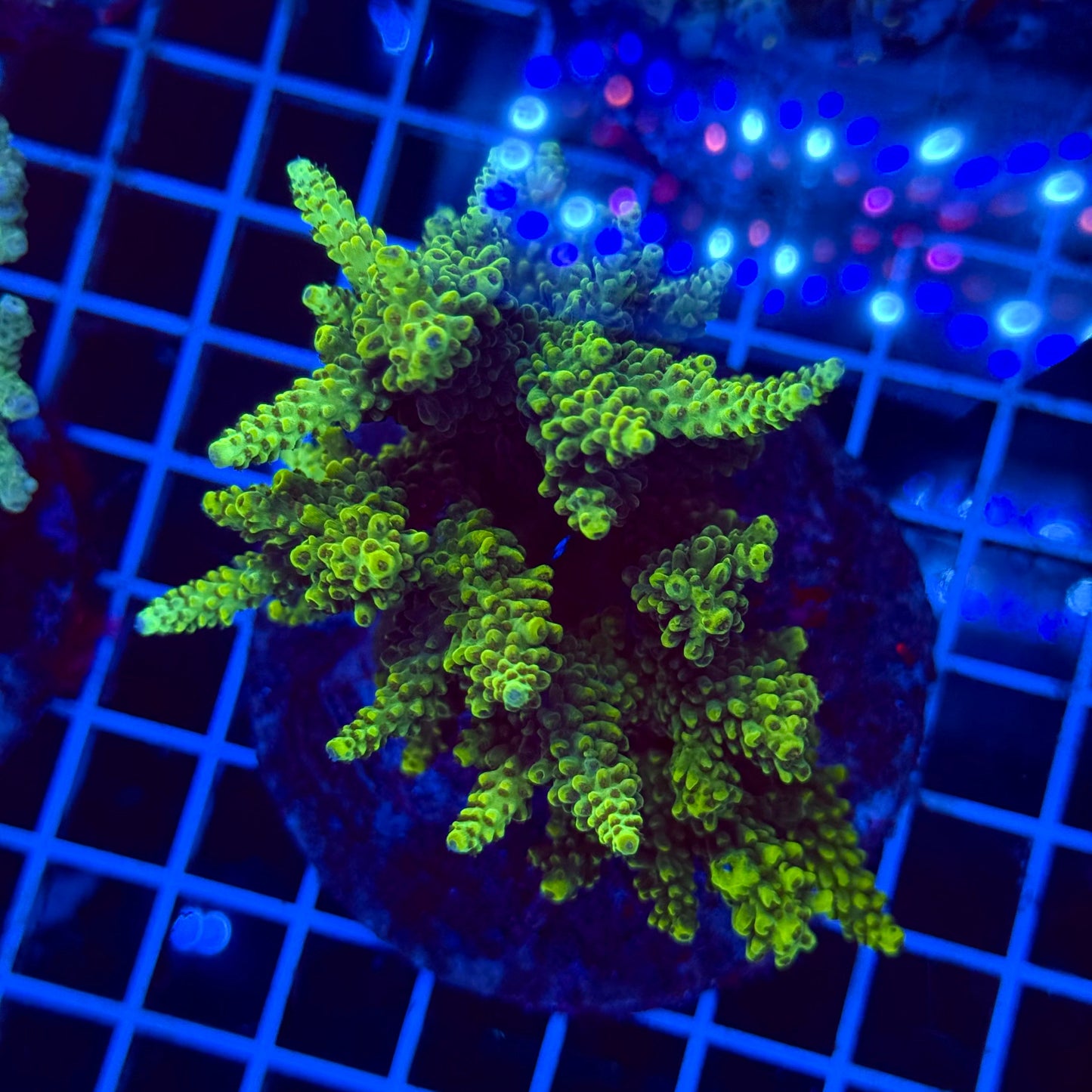 Acro Colony T3E5