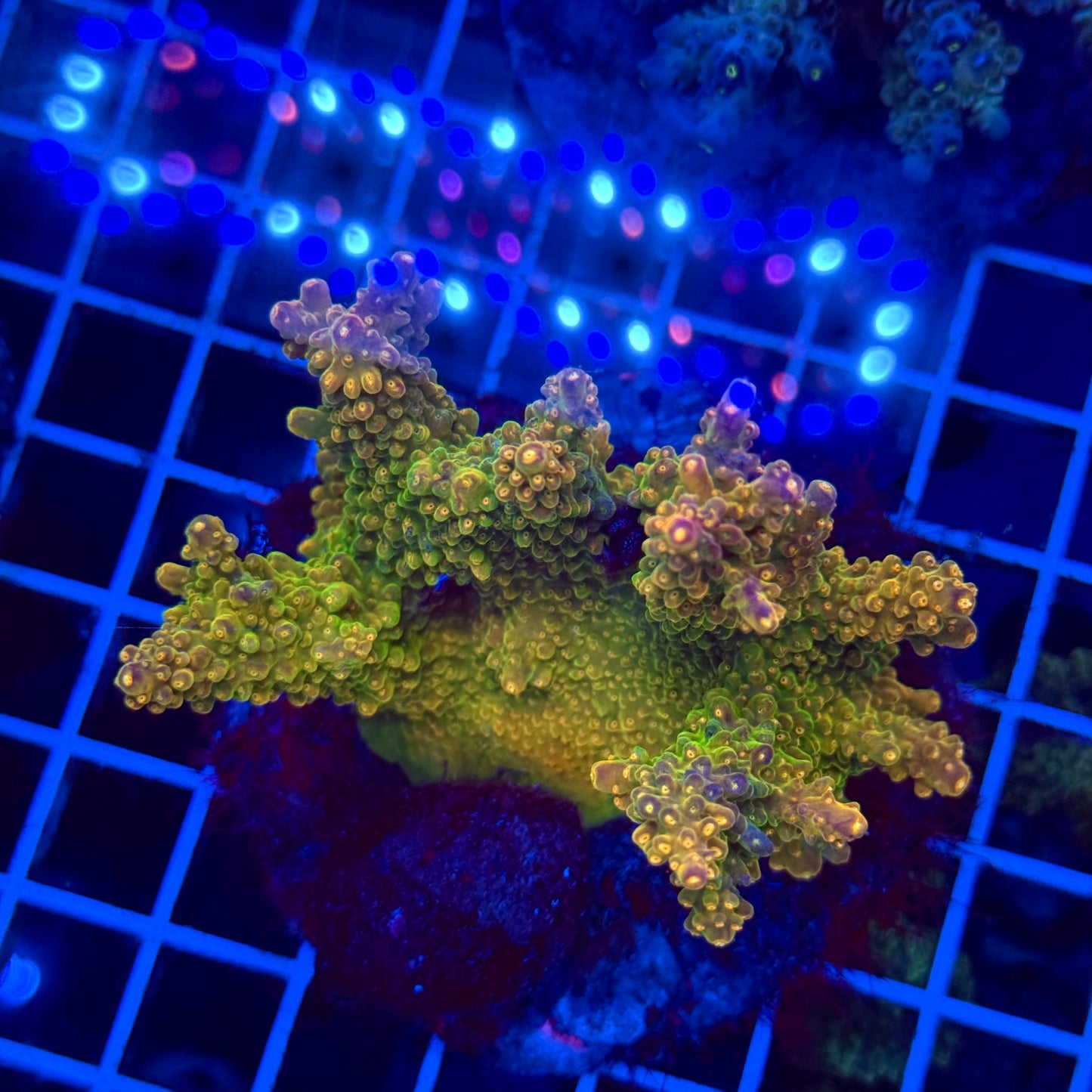 Acro Colony T3E6