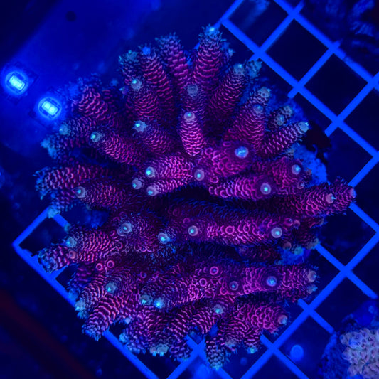 Acro Colony T3F1