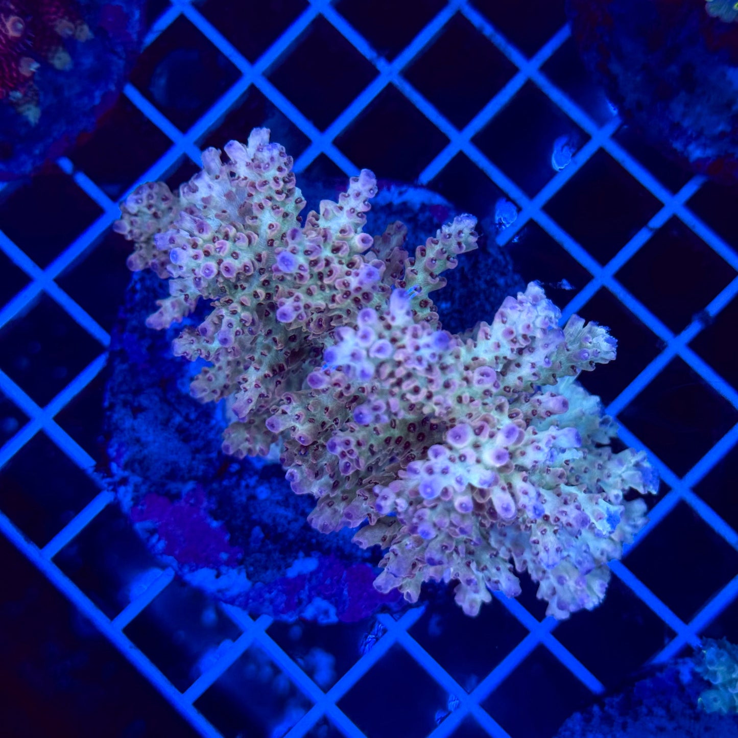Acro Colony T3F2