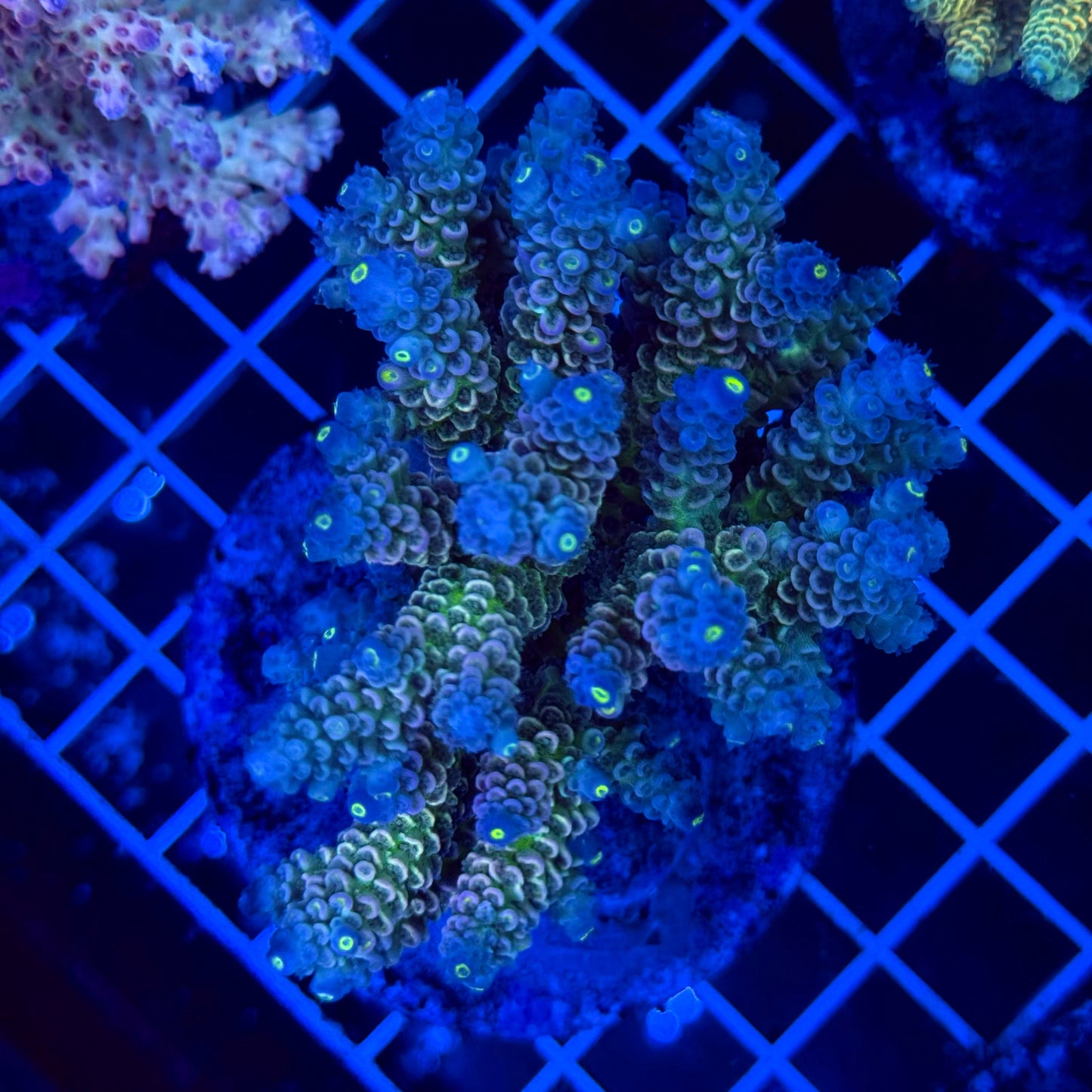 Acro Colony T3F3