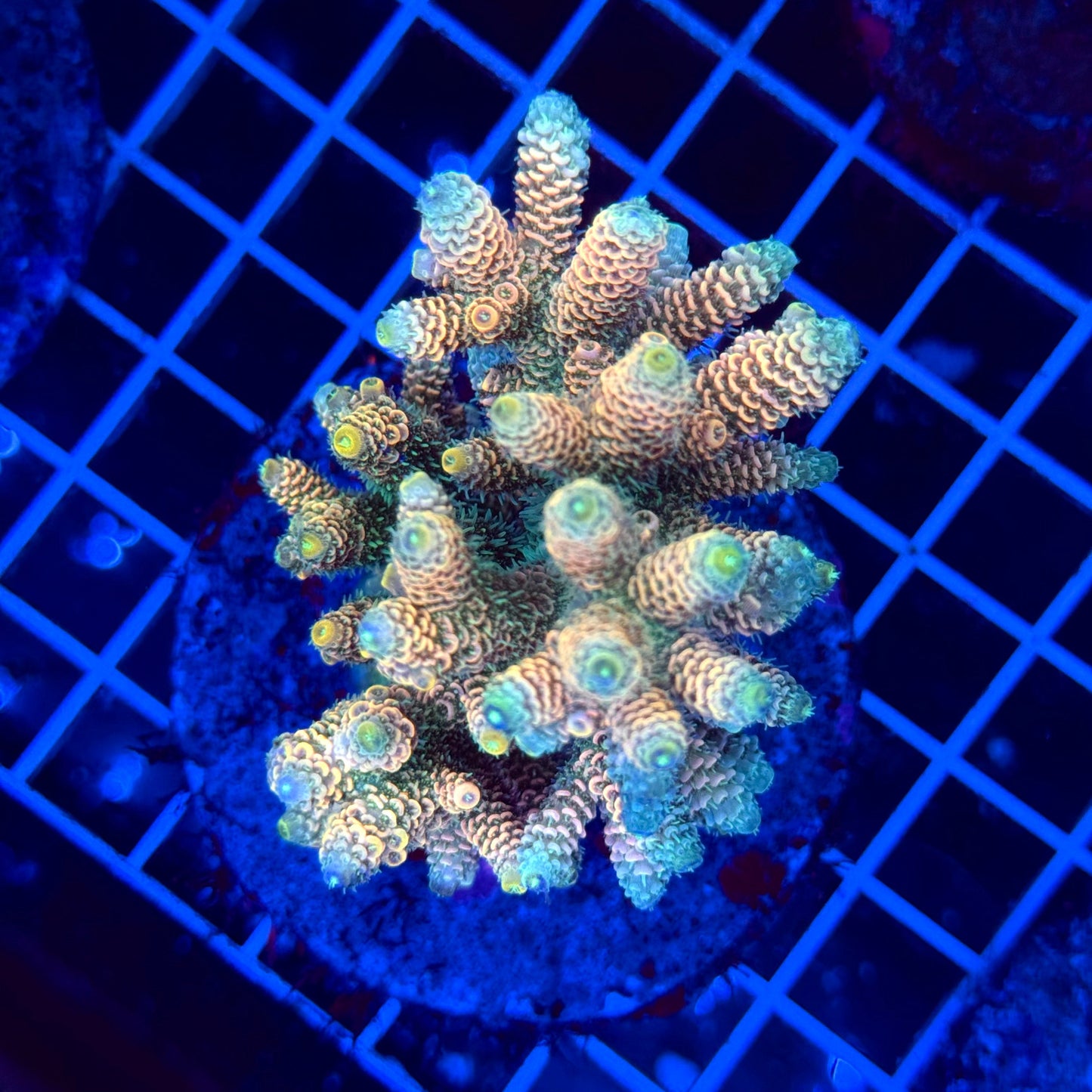 Acro Colony T3F4