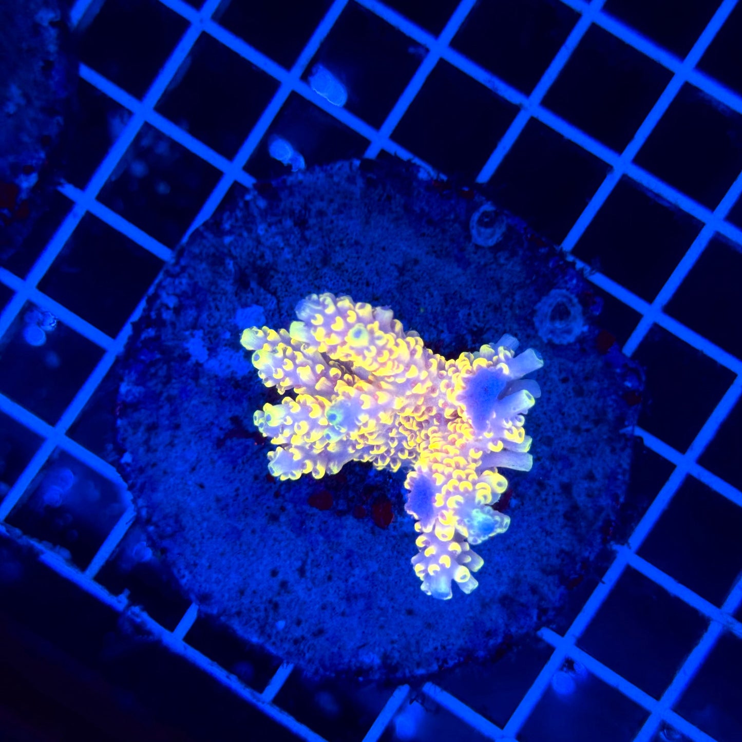 Acro Colony T3F5 "Pikachu"