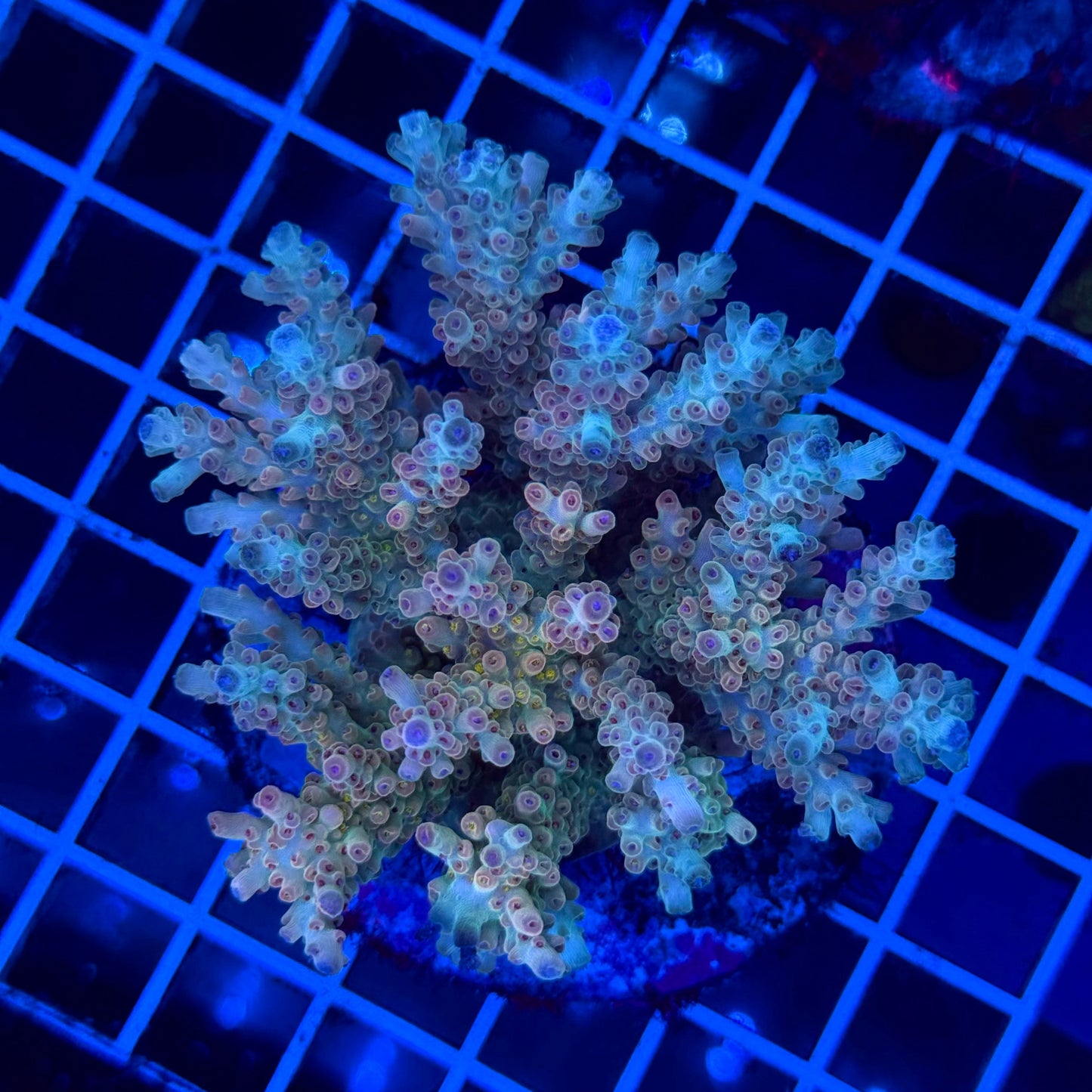 Acro Colony T3F6