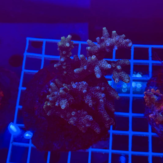 Acro Colony T3G1