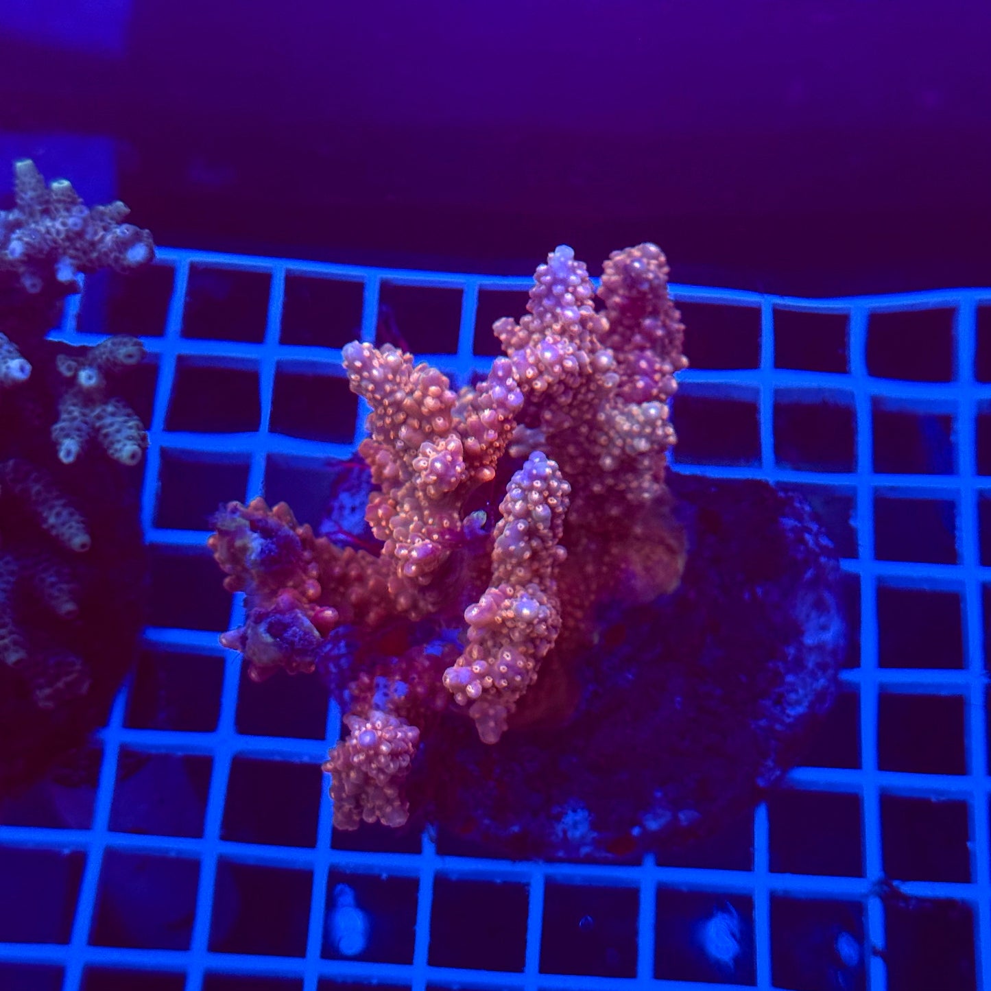 Acro Colony T3G2