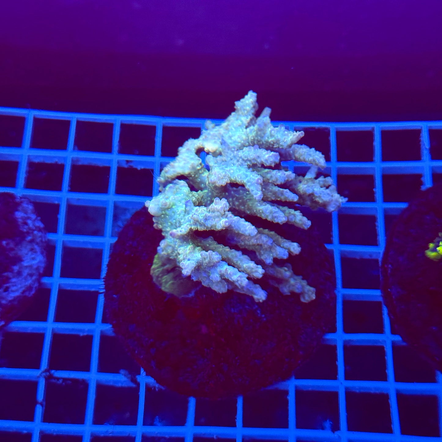Acro Colony T3G3